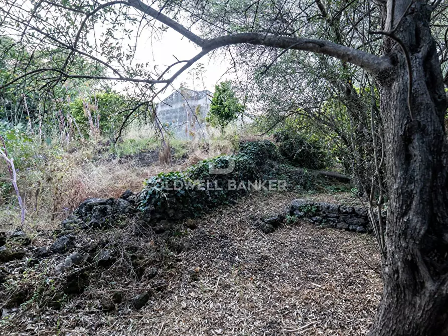 Immagine 12 di Terreno residenziale in vendita  in Via Fondannone snc a Milo