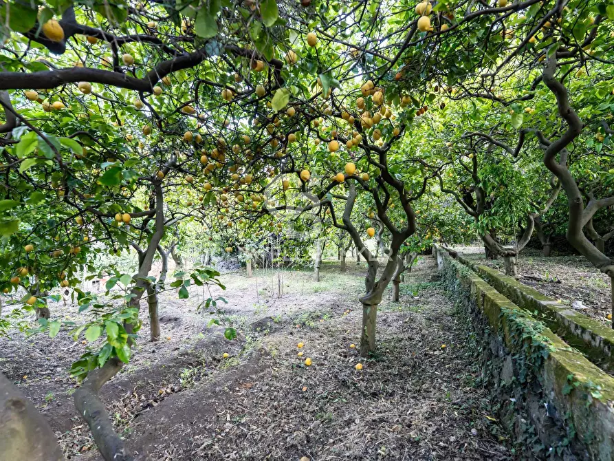 Immagine 16 di Terreno residenziale in vendita  in Via Fondannone snc a Milo