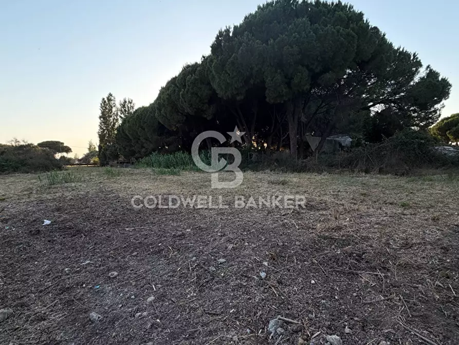 Immagine 4 di Terreno agricolo in vendita  in Località San Giorgio a Tarquinia