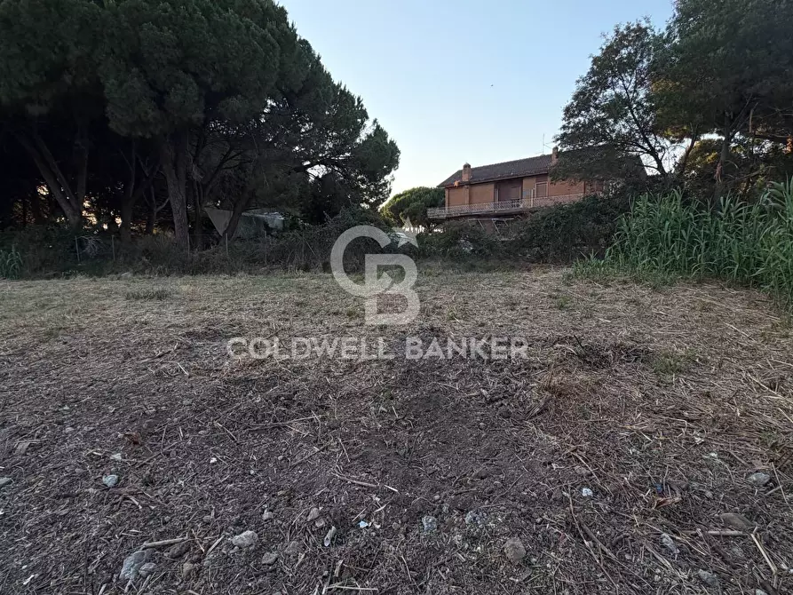 Immagine 5 di Terreno agricolo in vendita  in Località San Giorgio a Tarquinia