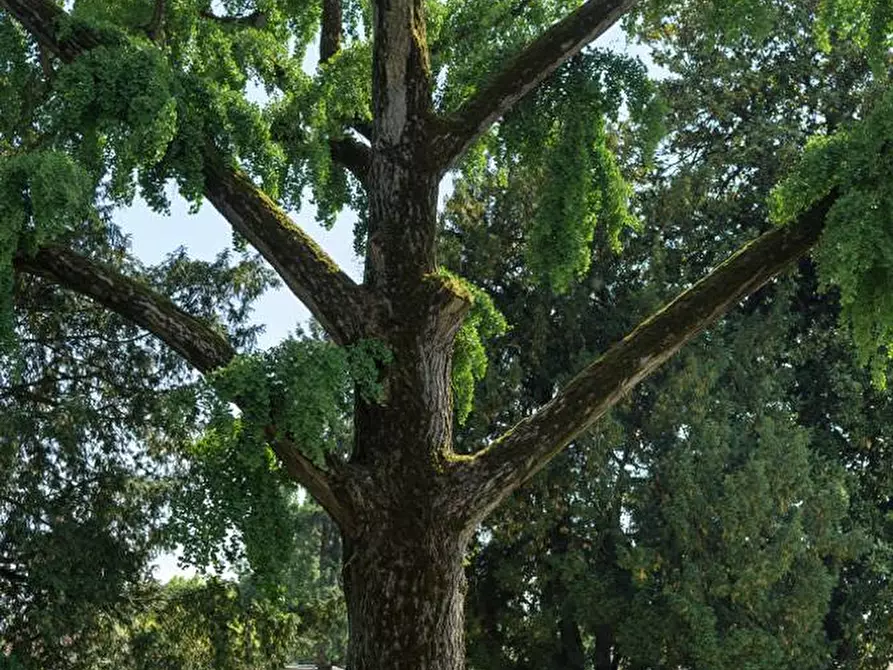 Immagine 6 di Villa in vendita  a Sabbioneta