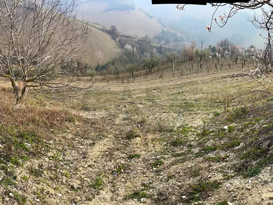 Immagine 1 di Terreno agricolo in vendita  in Strada Provinciale 32 a Ripatransone