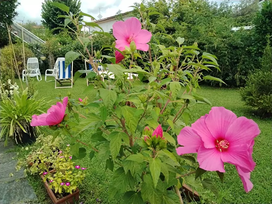 Immagine 19 di Casa semindipendente in affitto  in Duca degli Abruzzi a Forte Dei Marmi