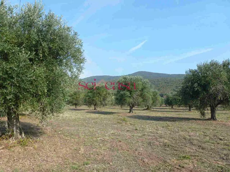 Immagine 2 di Rustico / casale in vendita  a Castiglione Della Pescaia