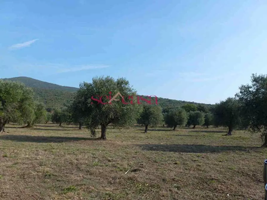 Immagine 8 di Rustico / casale in vendita  a Castiglione Della Pescaia