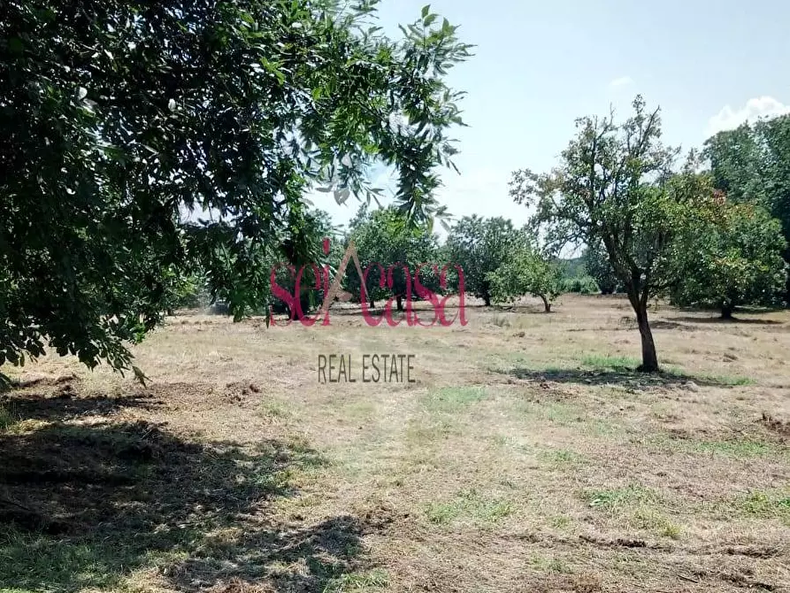 Immagine 3 di Rustico / casale in vendita  a Santa Fiora