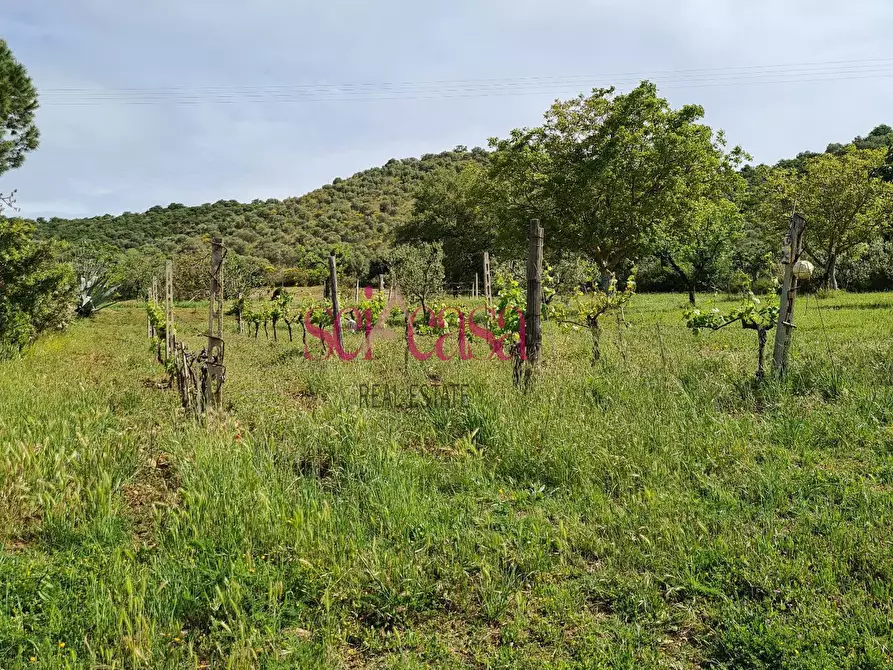 Immagine 33 di Rustico / casale in vendita  a Cinigiano