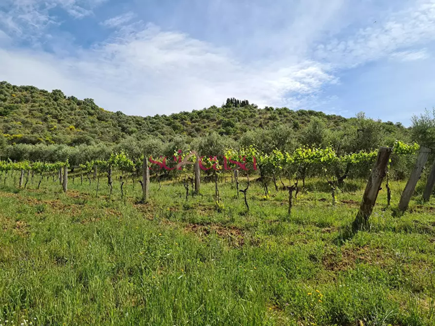 Immagine 35 di Rustico / casale in vendita  a Cinigiano