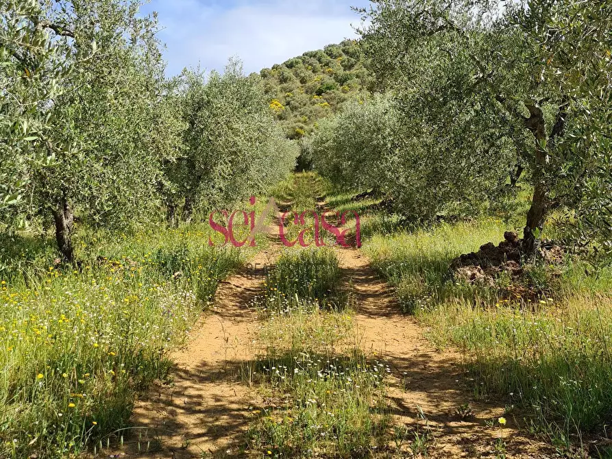 Immagine 36 di Rustico / casale in vendita  a Cinigiano