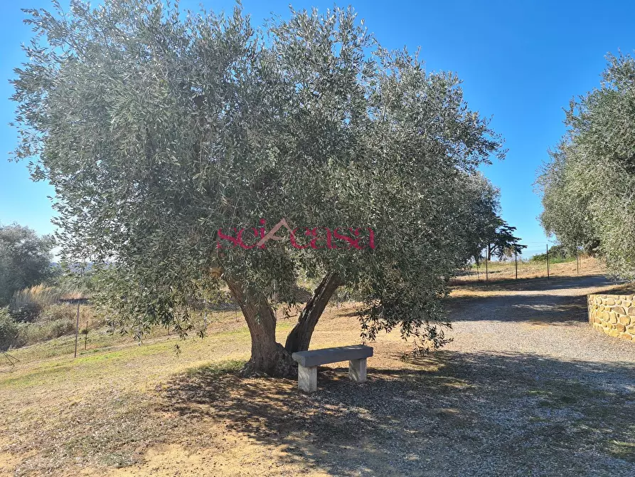 Immagine 11 di Rustico / casale in vendita  a Magliano In Toscana