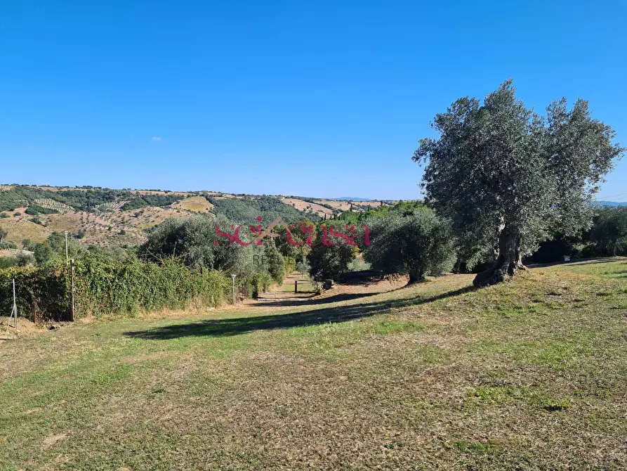 Immagine 12 di Rustico / casale in vendita  a Magliano In Toscana