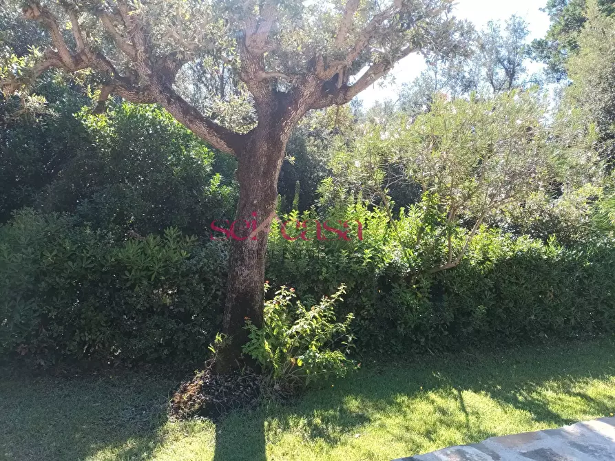 Immagine 6 di Villetta a schiera in vendita  a Castiglione Della Pescaia