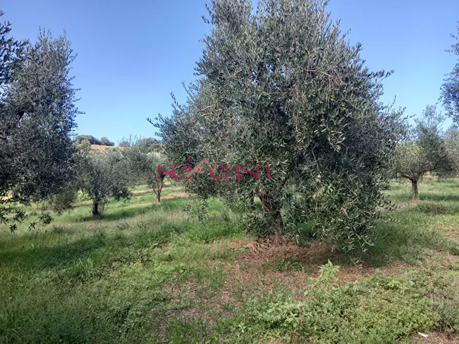 Immagine 20 di Casa semindipendente in vendita  a Magliano In Toscana