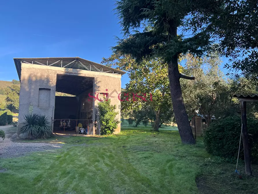 Immagine 6 di Rustico / casale in vendita  a Scansano