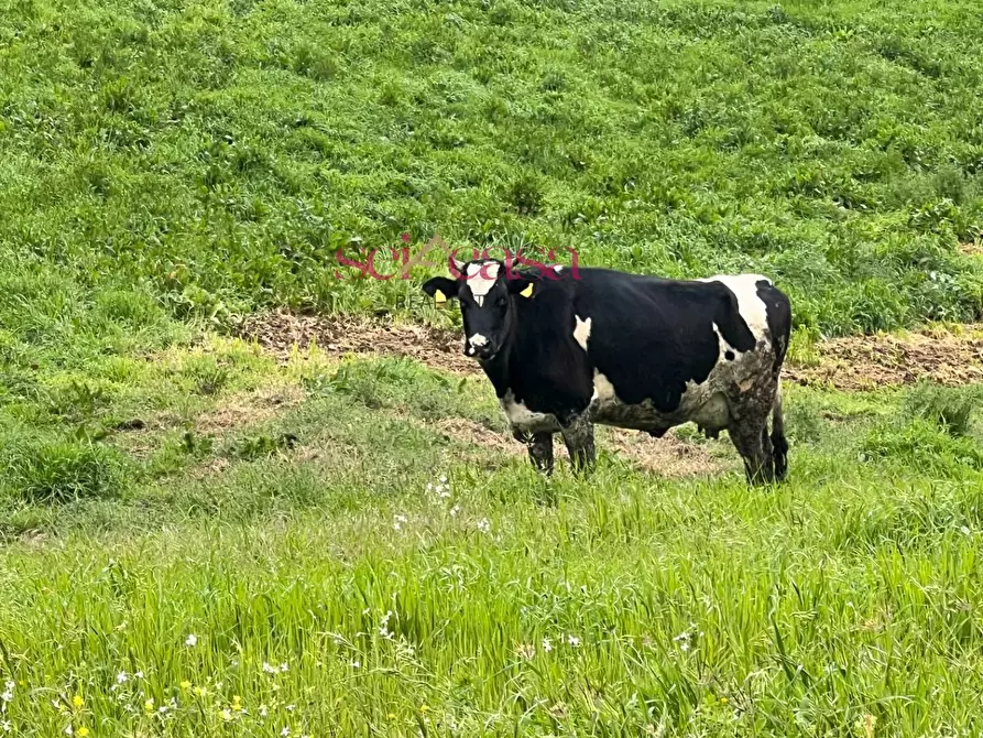 Immagine 31 di Rustico / casale in vendita  a Roccastrada