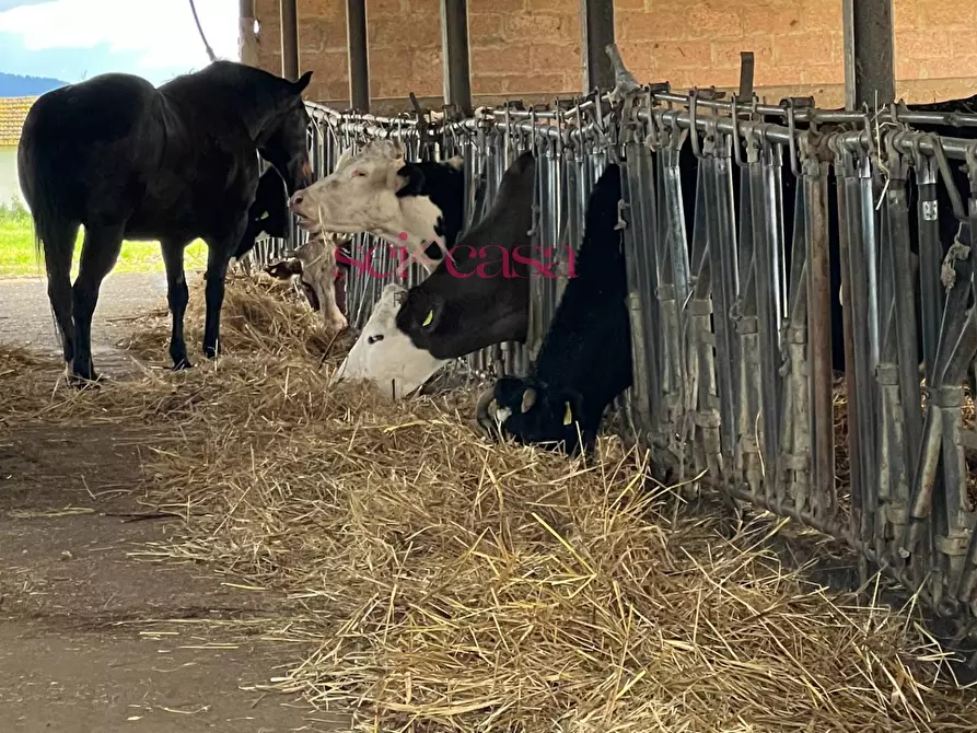 Immagine 42 di Rustico / casale in vendita  a Roccastrada