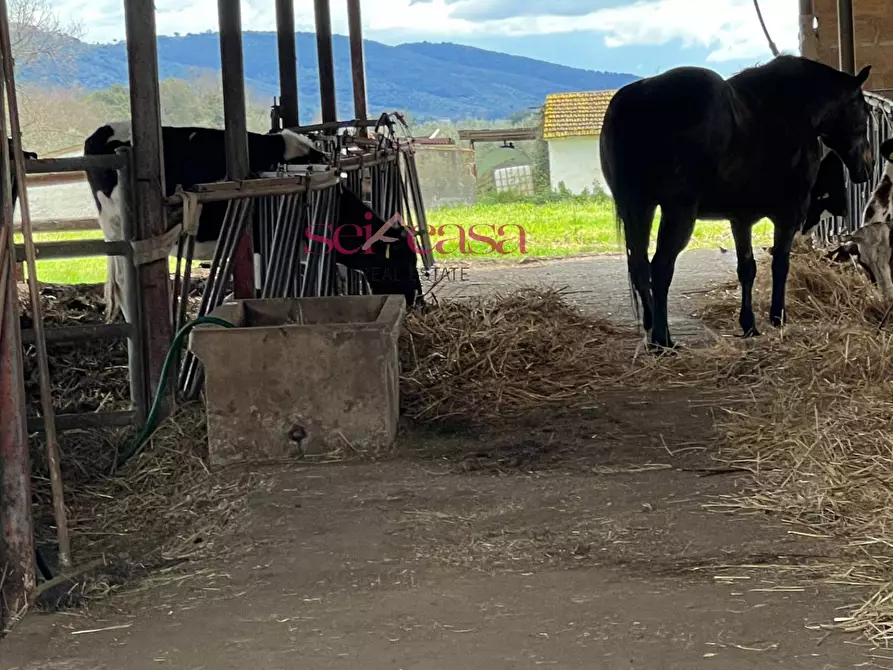 Immagine 43 di Rustico / casale in vendita  a Roccastrada