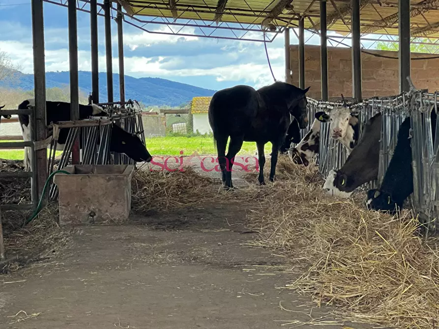 Immagine 44 di Rustico / casale in vendita  a Roccastrada