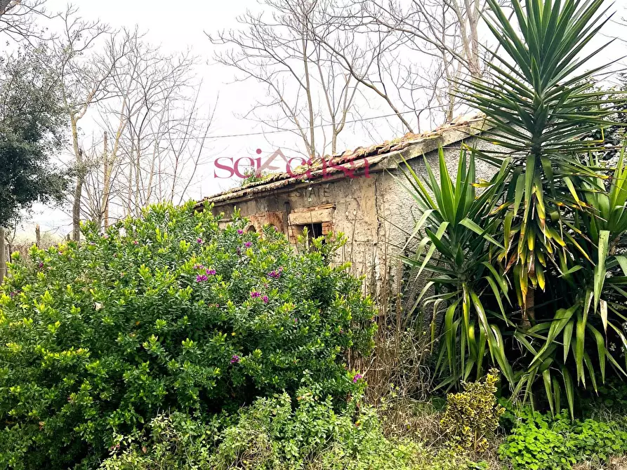 Immagine 9 di Rustico / casale in vendita  a Campagnatico