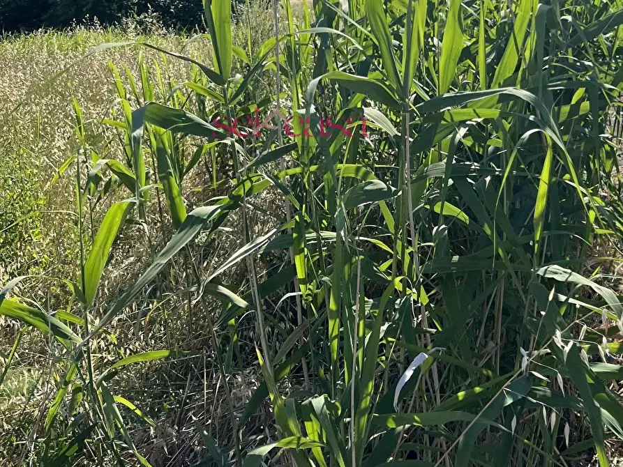 Immagine 2 di Terreno residenziale in vendita  a Grosseto