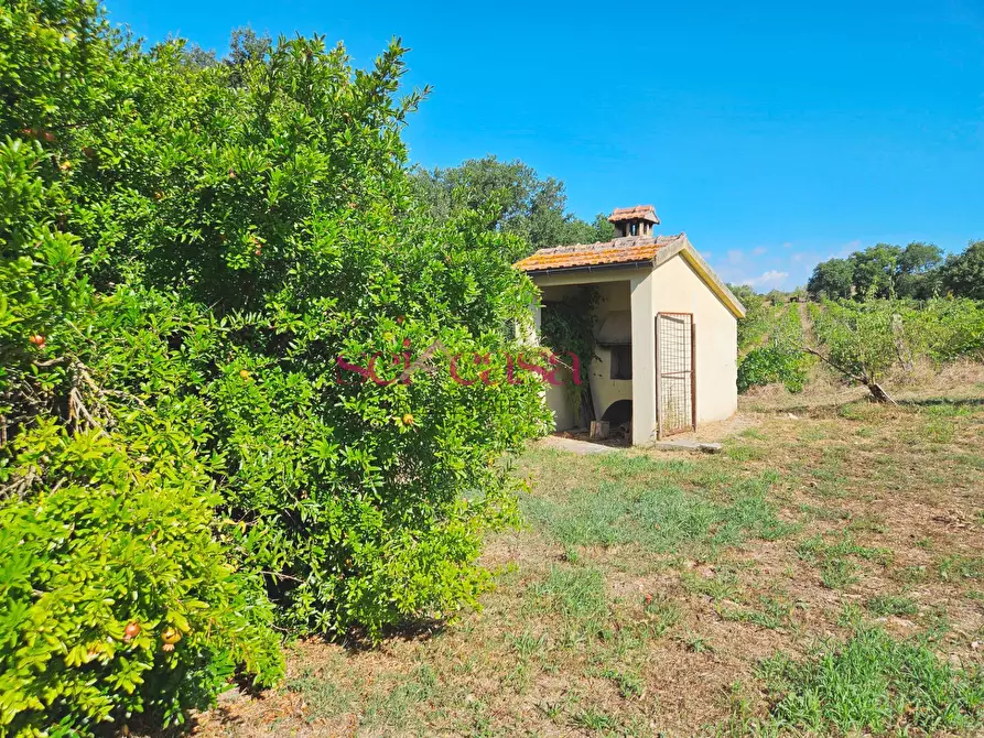 Immagine 36 di Rustico / casale in vendita  a Campagnatico