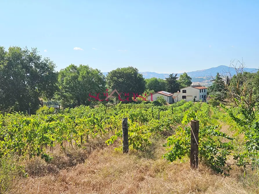 Immagine 41 di Rustico / casale in vendita  a Campagnatico