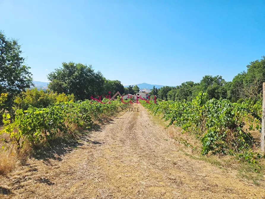 Immagine 42 di Rustico / casale in vendita  a Campagnatico