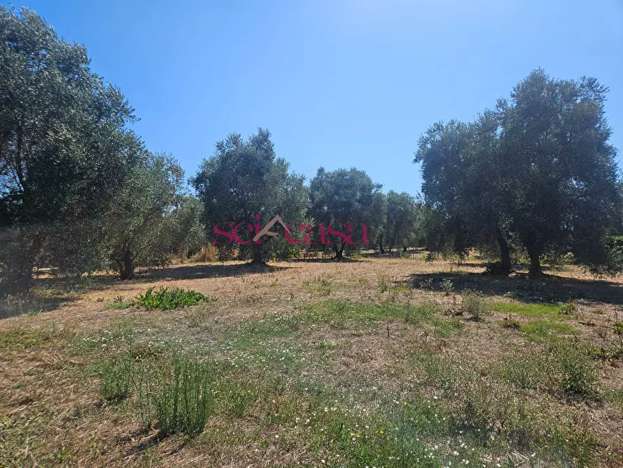 Immagine 3 di Terreno agricolo in vendita  a Grosseto