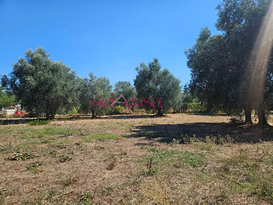 Immagine 5 di Terreno agricolo in vendita  a Grosseto