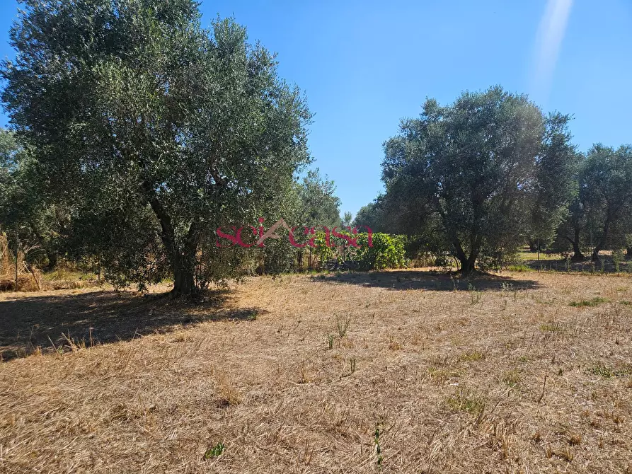 Immagine 4 di Terreno agricolo in vendita  a Grosseto