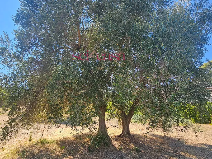 Immagine 6 di Terreno agricolo in vendita  a Grosseto