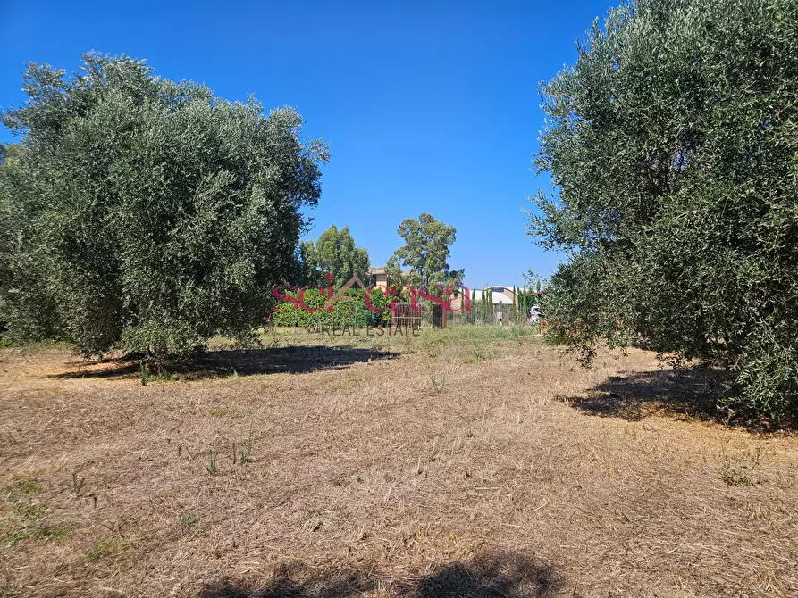 Immagine 2 di Terreno agricolo in vendita  a Grosseto