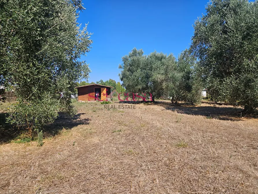 Immagine 9 di Terreno agricolo in vendita  a Grosseto