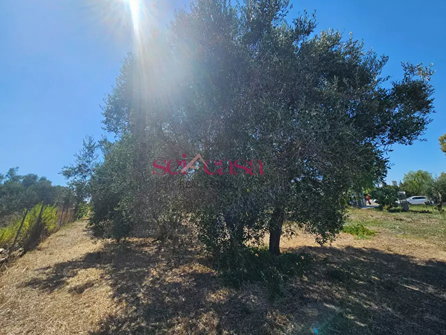 Immagine 7 di Terreno agricolo in vendita  a Grosseto
