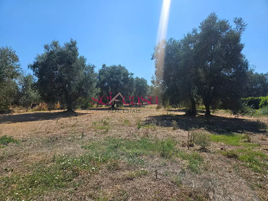 Immagine 8 di Terreno agricolo in vendita  a Grosseto