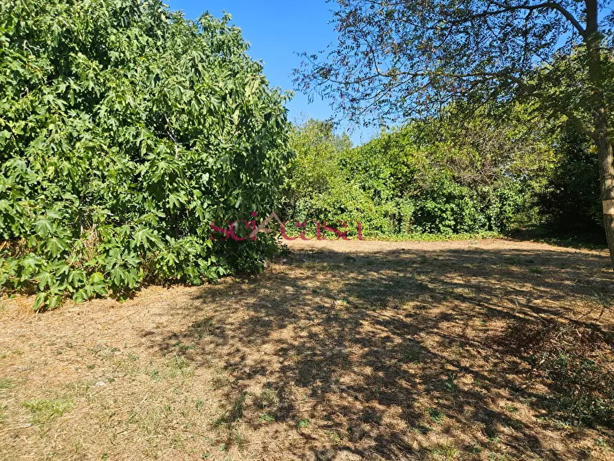 Immagine 4 di Terreno residenziale in vendita  a Grosseto