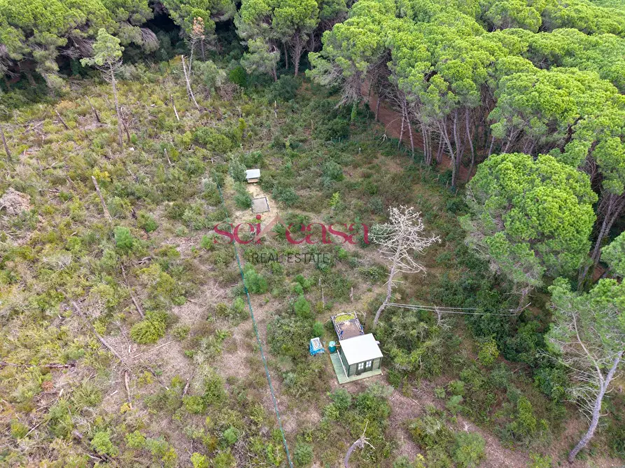 Immagine 4 di Terreno agricolo in vendita  a Grosseto