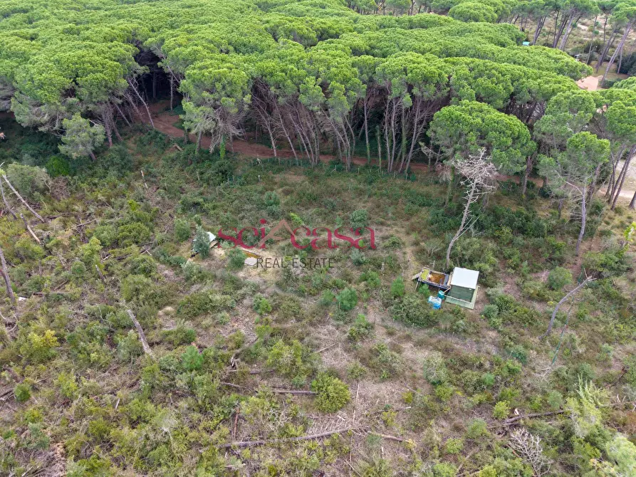 Immagine 5 di Terreno agricolo in vendita  a Grosseto