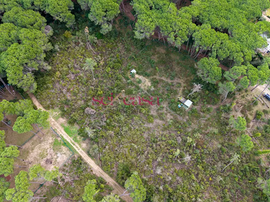 Immagine 6 di Terreno agricolo in vendita  a Grosseto