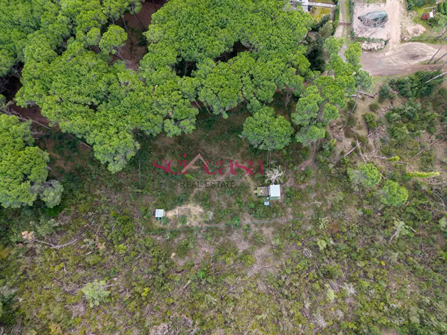 Immagine 7 di Terreno agricolo in vendita  a Grosseto