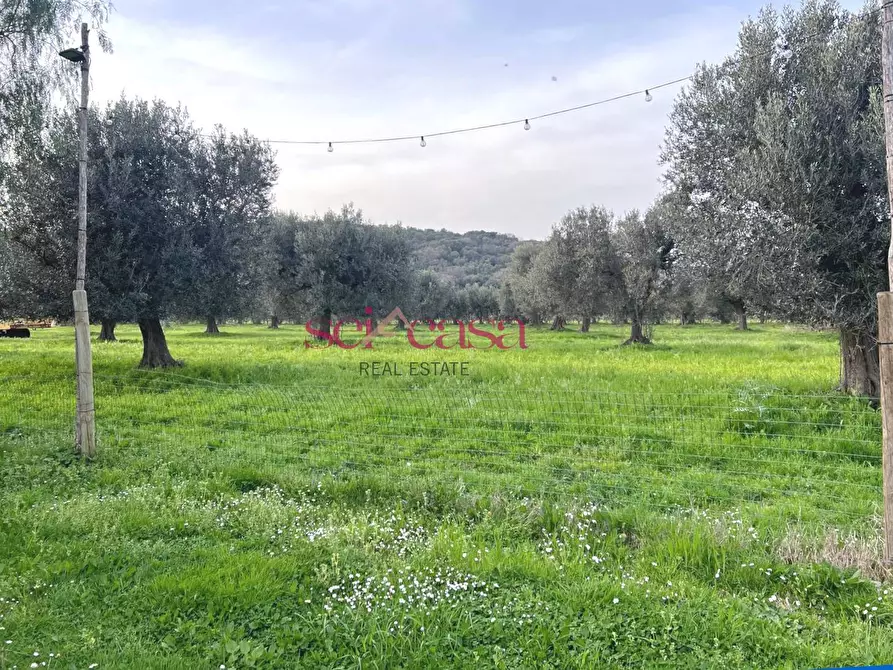 Immagine 12 di Agriturismo in vendita  a Grosseto