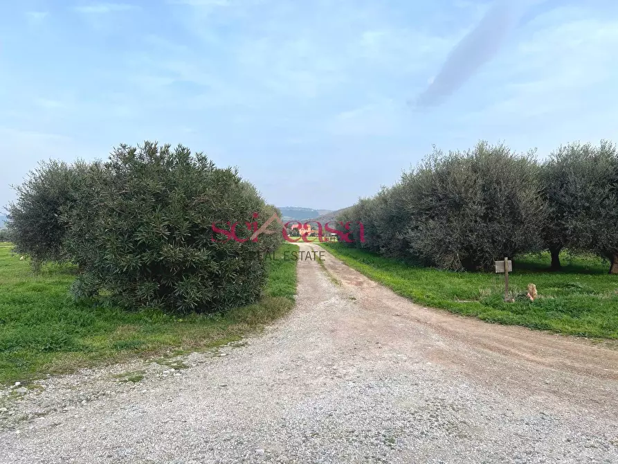 Immagine 13 di Agriturismo in vendita  a Grosseto