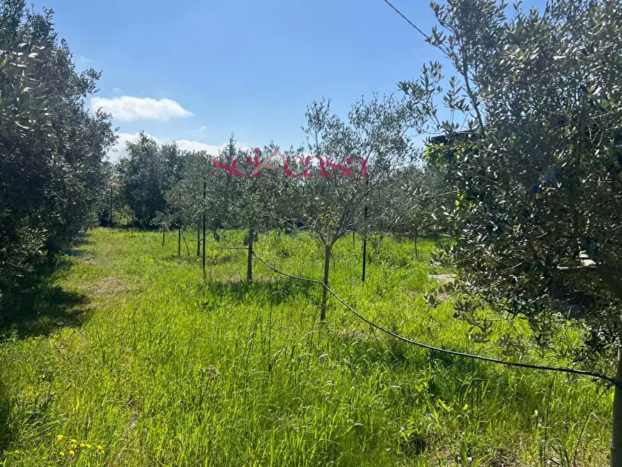Immagine 3 di Terreno agricolo in vendita  a Grosseto