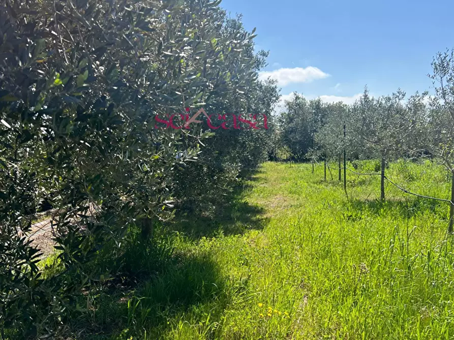 Immagine 4 di Terreno agricolo in vendita  a Grosseto