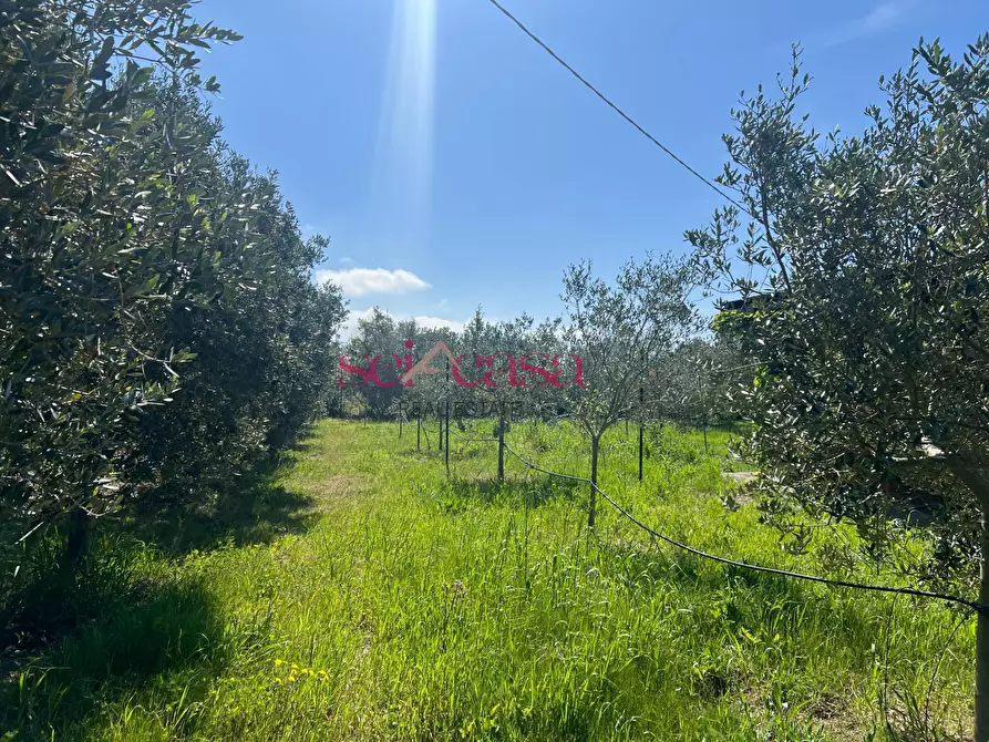 Immagine 5 di Terreno agricolo in vendita  a Grosseto