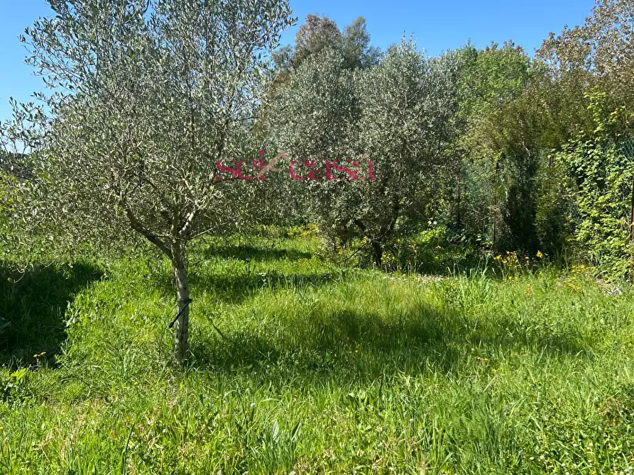 Immagine 6 di Terreno agricolo in vendita  a Grosseto