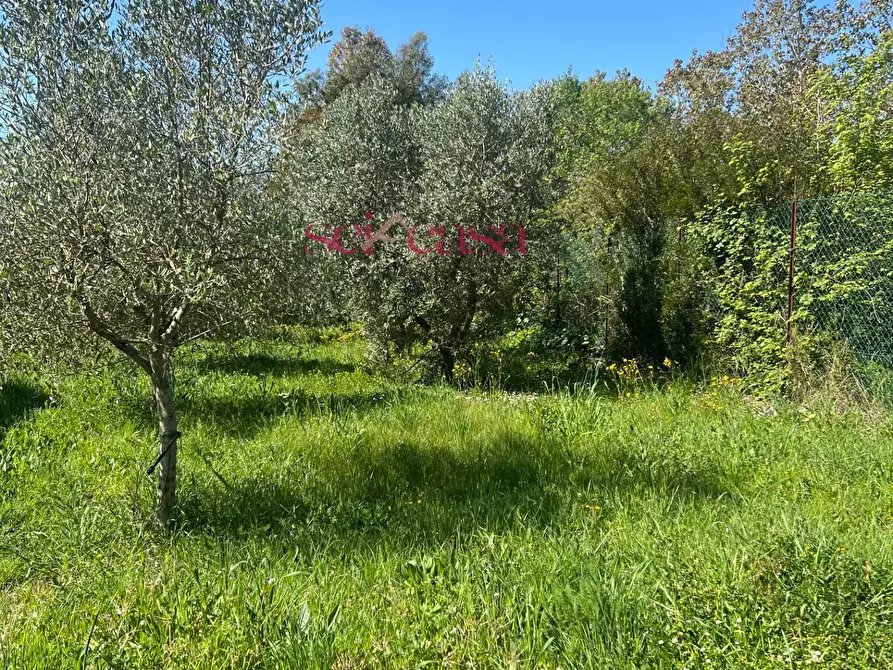 Immagine 7 di Terreno agricolo in vendita  a Grosseto