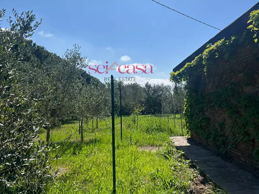 Immagine 2 di Terreno agricolo in vendita  a Grosseto