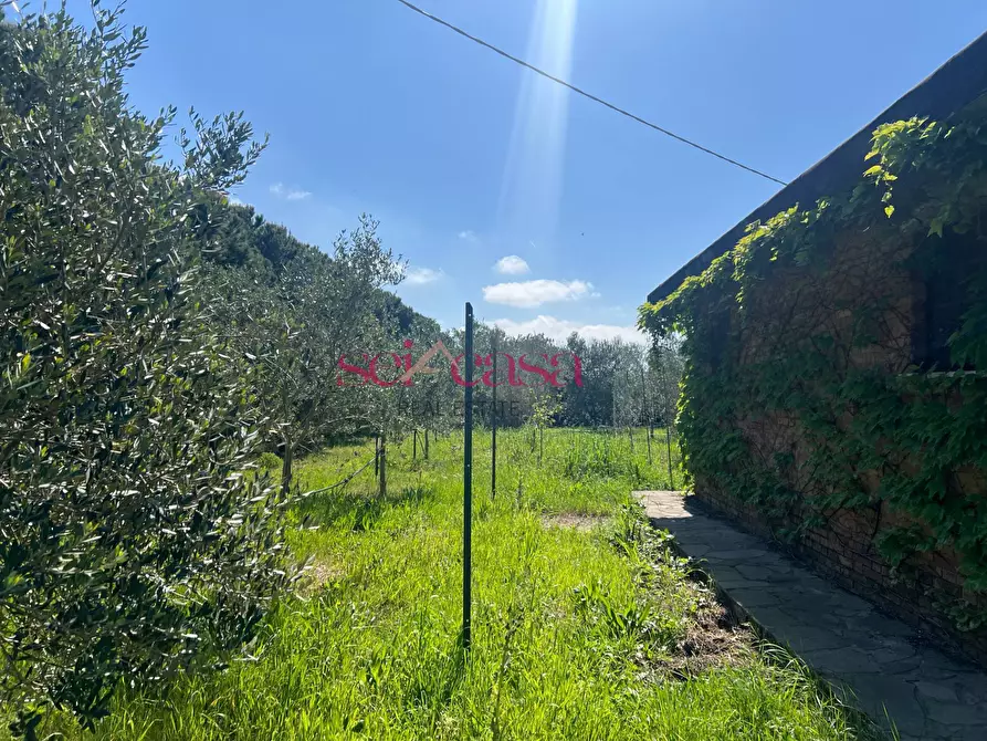 Immagine 9 di Terreno agricolo in vendita  a Grosseto