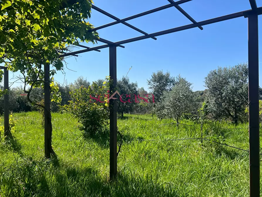 Immagine 12 di Terreno agricolo in vendita  a Grosseto